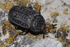 Thanatophilus rugosus