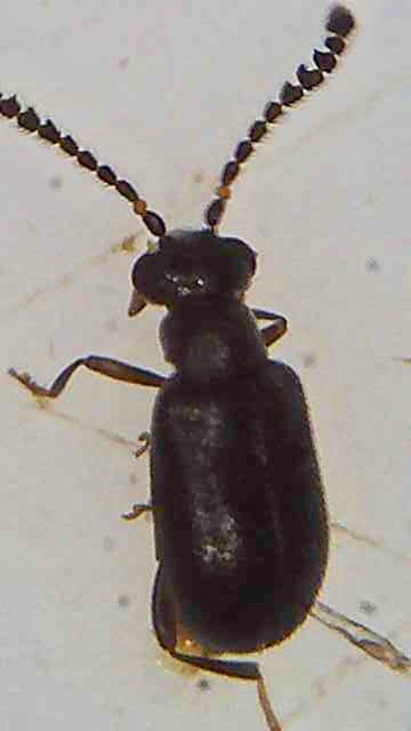 Zenascus antennalis
