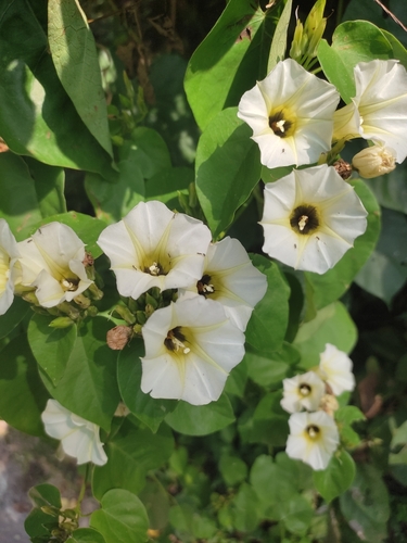 Image of Ipomoea corymbosa by (c) Rafael Cano, some rights reserved (CC BY)
