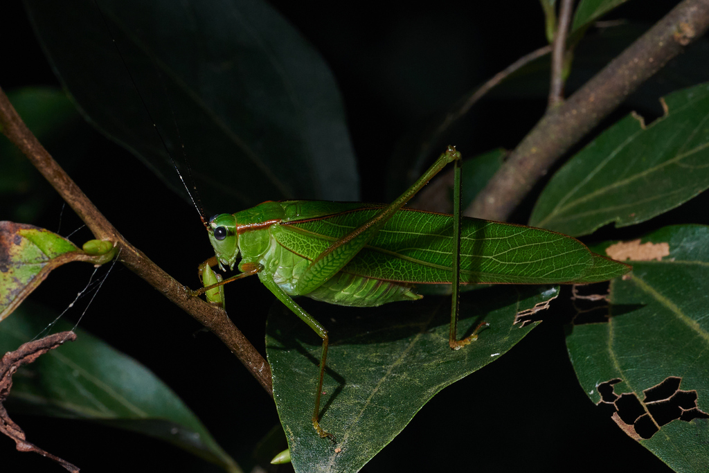 Isopsera nigroantennata