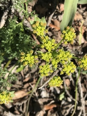 Lomatium macrocarpum