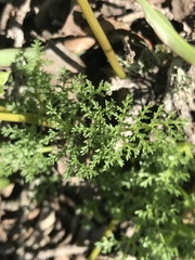 Lomatium macrocarpum
