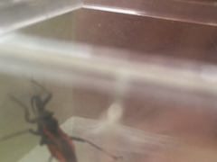 Rhynocoris ventralis