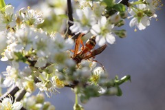 Polistes apachus apachus