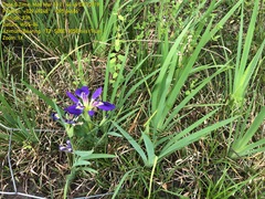 Iris brevicaulis