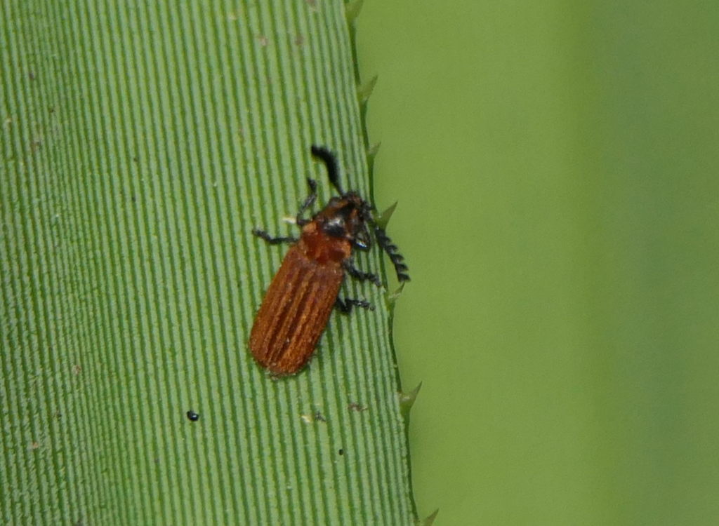 Tenerus ochraceus