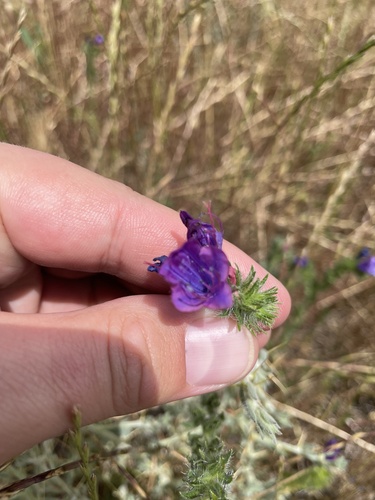 purple viper's-bugloss