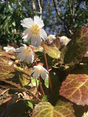 Shortia galacifolia
