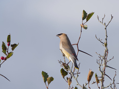Bombycilla cedrorum image