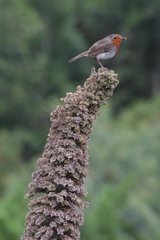 Erithacus rubecula superbus