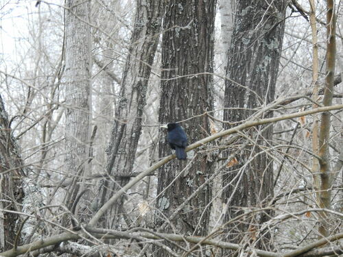 Solitary Cacique (Cacicus solitarius), photo 5