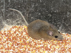 Peromyscus gossypinus