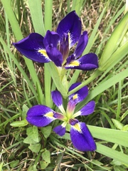 Iris brevicaulis