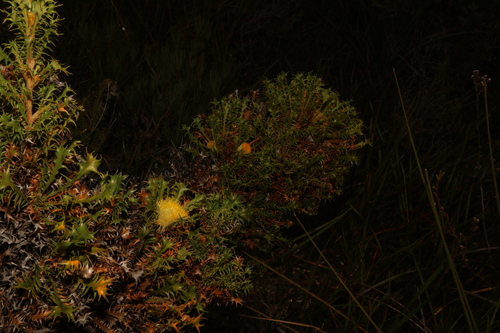 Image of Banksia falcata by (c) Greg Tasney, some rights reserved (CC BY-SA)