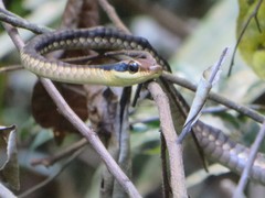 Dendrelaphis ngansonensis