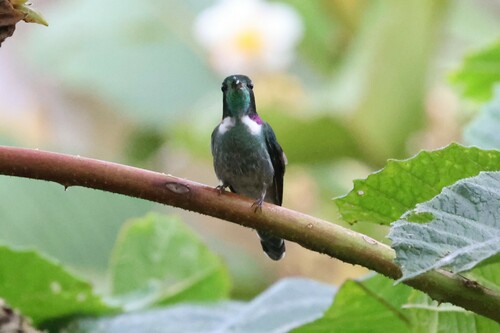Geoffroy's Daggerbill (Schistes geoffroyi), photo 8