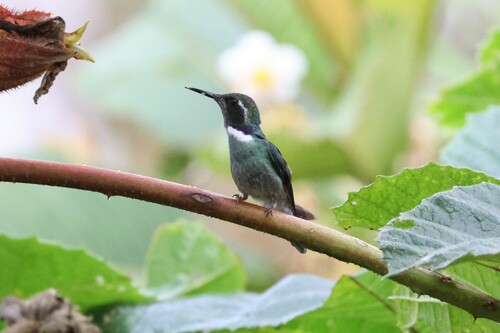 Geoffroy's Daggerbill (Schistes geoffroyi), photo 3