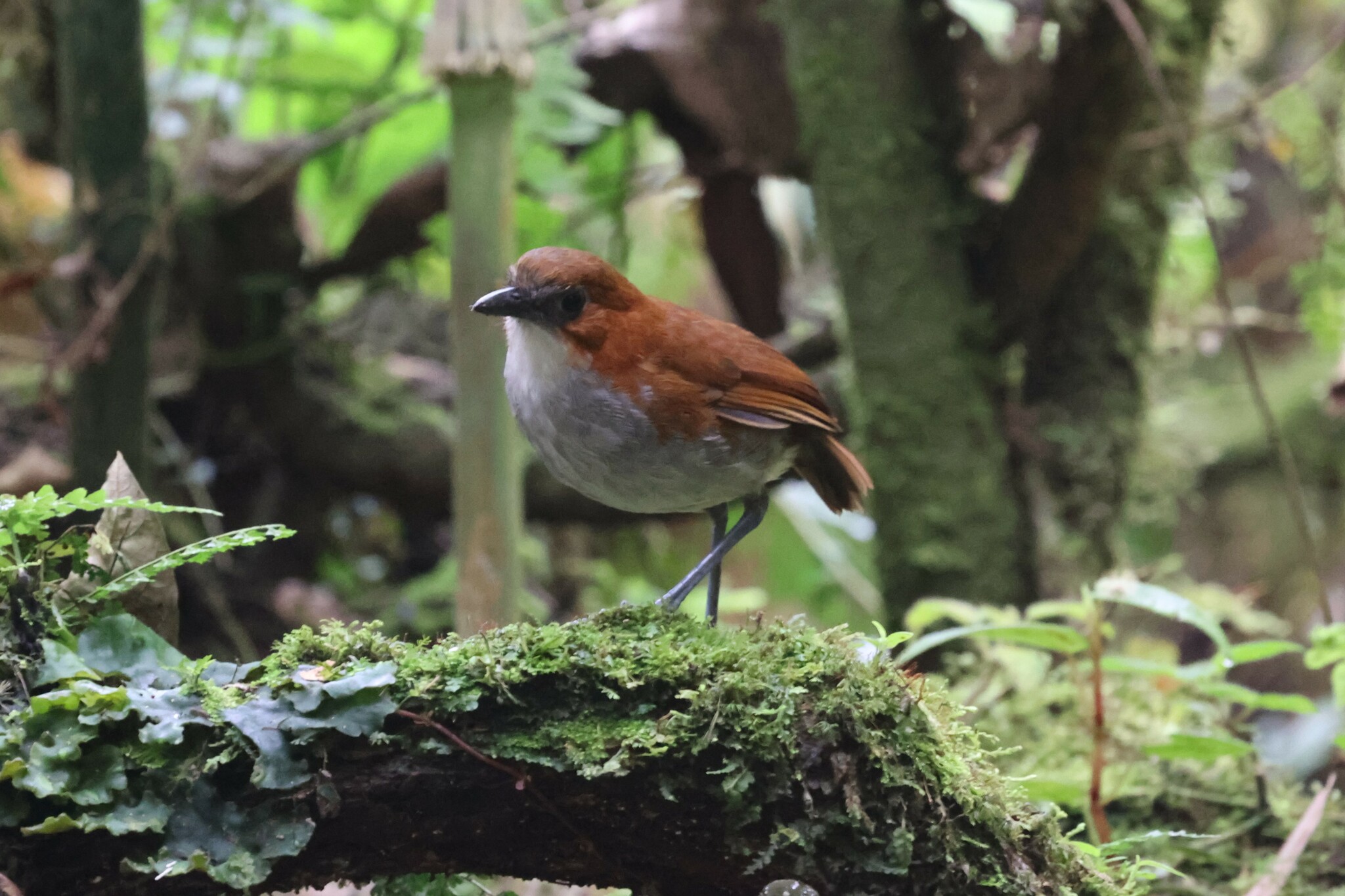 White-bellied Antpitta (Grallaria hypoleuca), photo 7