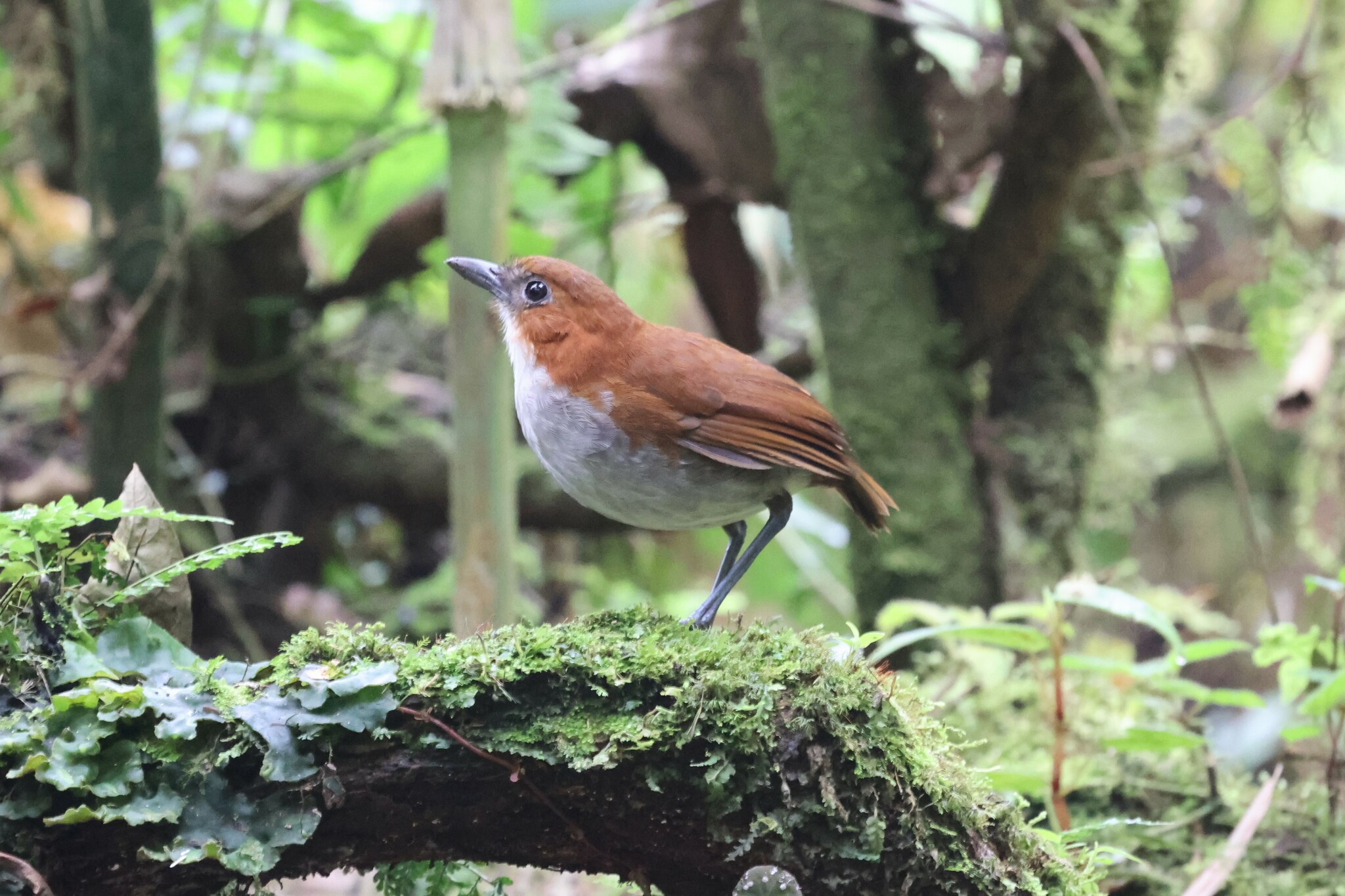 White-bellied Antpitta (Grallaria hypoleuca), photo 6