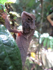 Acanthosaura lepidogaster