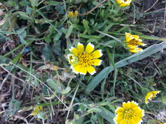 Layia chrysanthemoides