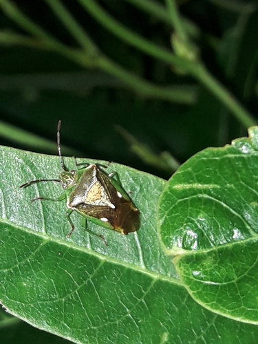Photo of Forest shield bug (Oncacontias vittatus)