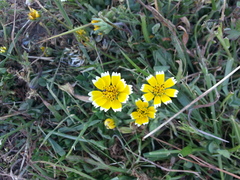 Layia chrysanthemoides