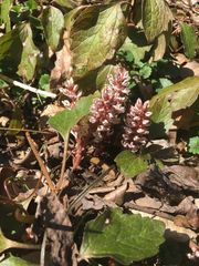 Pachysandra procumbens