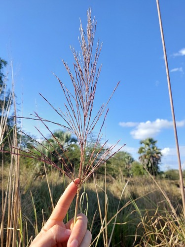 Chrysopogon nigritanus