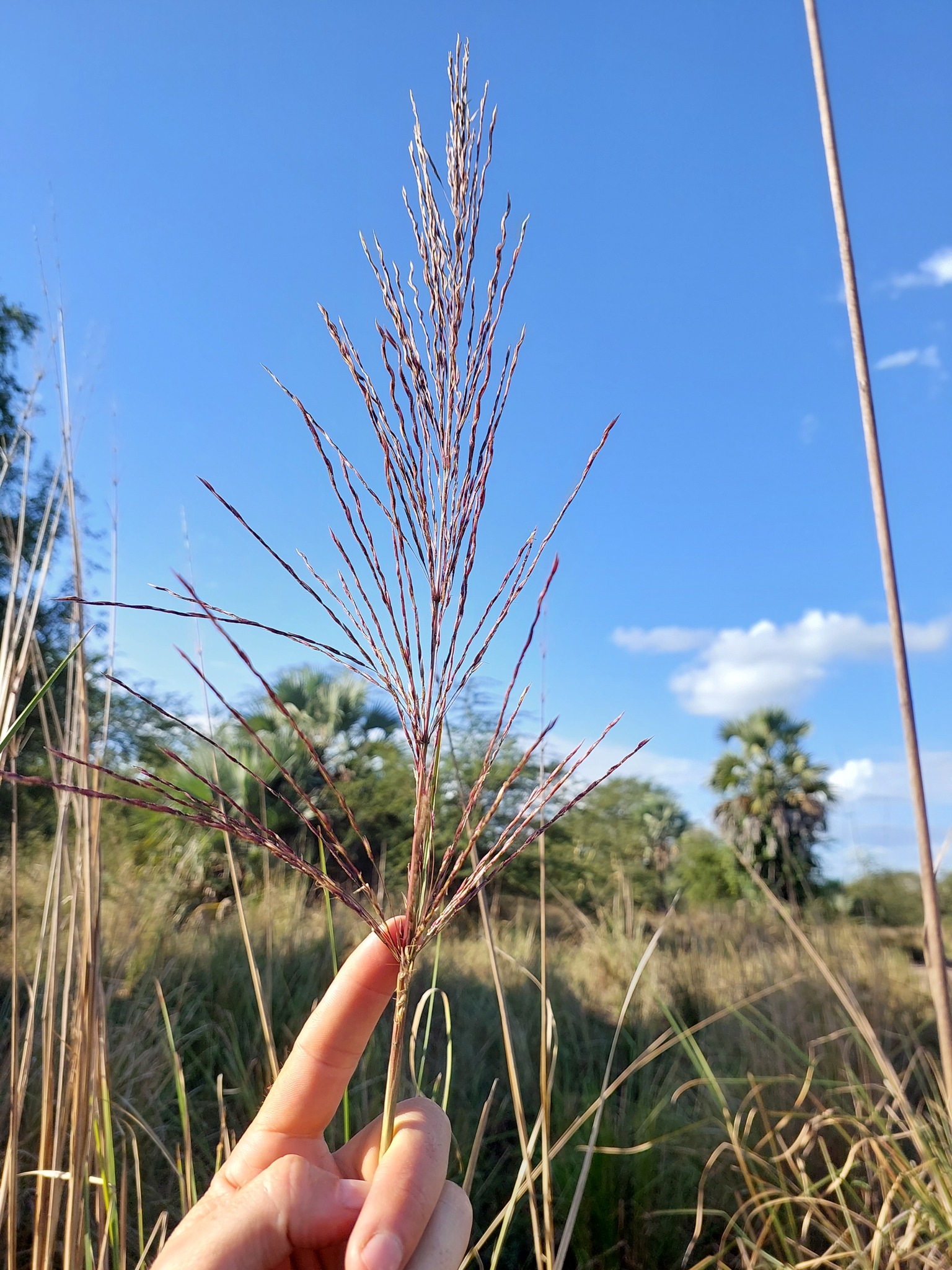 Chrysopogon nigritanus