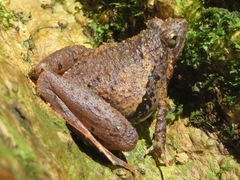 Microhyla berdmorei