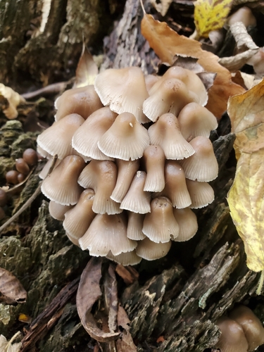 Mycena