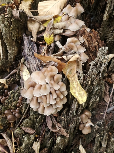 Mycena (Photo 2 of 3)