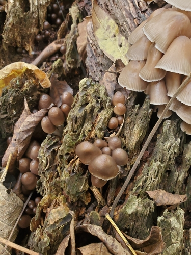 Mycena (Photo 3 of 3)