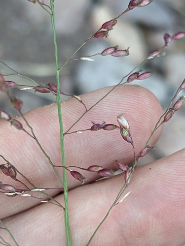 Zuloagaea bulbosa, photograph 4