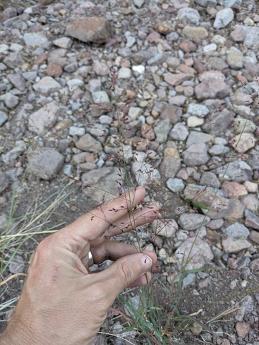 Zuloagaea bulbosa, photograph 5