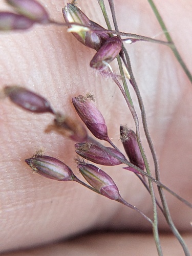 bulb panicgrass (Zuloagaea bulbosa)