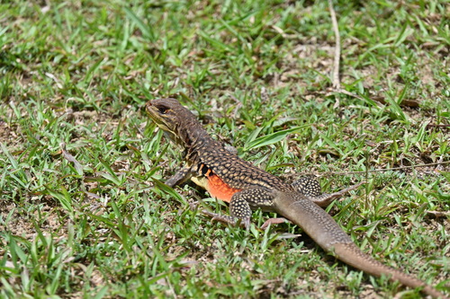 Leiolepis reevesii