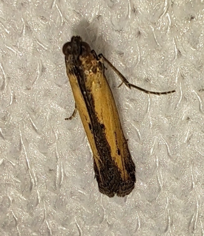 Lesser Cornstalk Borer Moth from Washington, LA 70589, USA on October ...