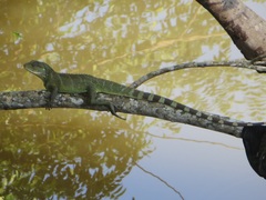 Physignathus cocincinus