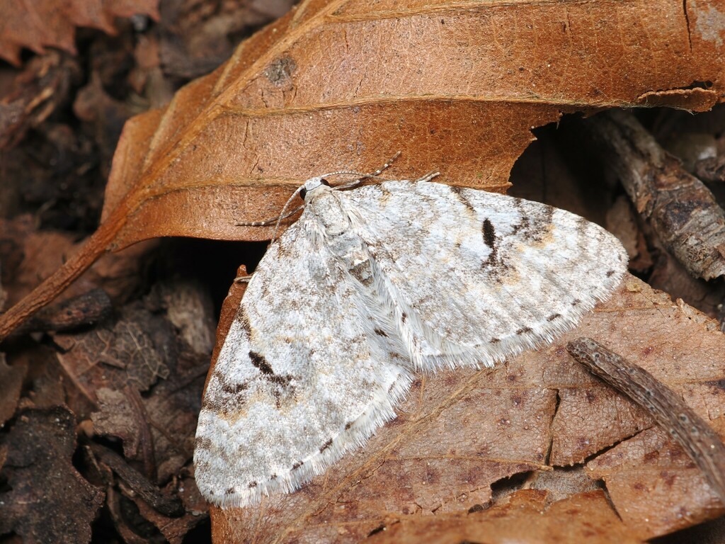 Venusia megaspilata