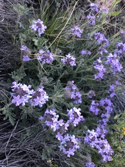 Glandularia gooddingii