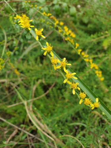 Solidago arguta var. boottii