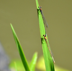 Pseudagrion acaciae