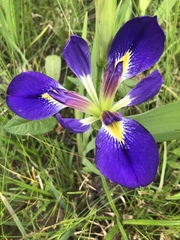 Iris brevicaulis