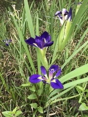 Iris brevicaulis