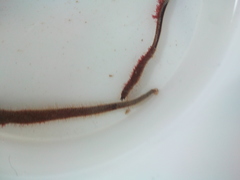 Cirriformia tentaculata