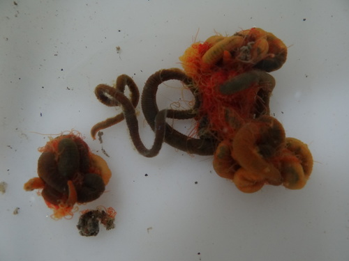 Representative image of Cirriformia tentaculata