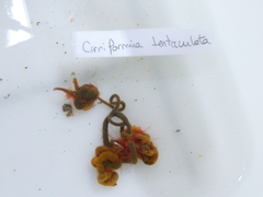 Cirriformia tentaculata