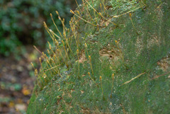 Pogonatum brachyphyllum